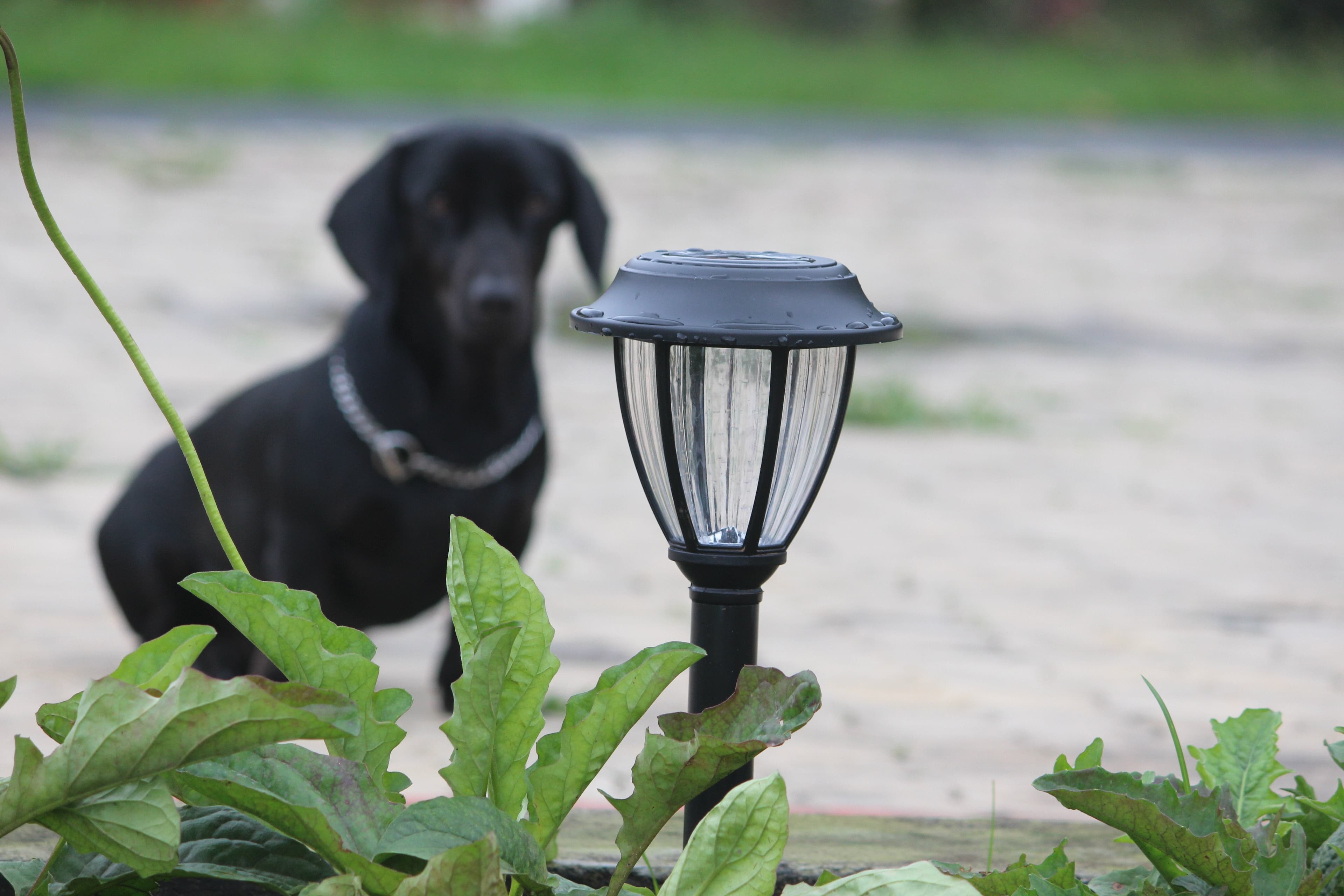 Solar Vintage Garden Light - TTSVMGL2W (Pack Of 2)
